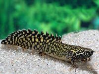 Polypterus and Bichir